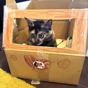 アビー（大潟村）毎日元気にオモチャで遊んでおります。可愛いくて可愛いくて子ども達が離れません。ワクチンもきちんと打っております。まだ4ヶ月ですが発情期のような行動が見えますので、病院に行って相談してみようと思います。子ども達がお家や車を作って入れてあげてます。大切な命ありがとうございます。