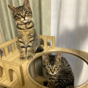 チョコ・ラテ（大仙市）2匹とも元気に走りまわっています。寝る時はくっついて寝ています。癒されています！