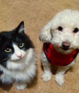 ミミ（秋田市）1年経ちました。毎日元気にご飯食べて走り回ってます！