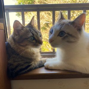 まめ・める（にかほ市）仲良し兄妹は、毎日一緒におやつをたべて、運動会もして、夜になるとくっついて眠っています。たまにお膝にのって丸くなったり、おやつをねだってスリスリ攻撃をします。とても可愛くて大切な家族です。