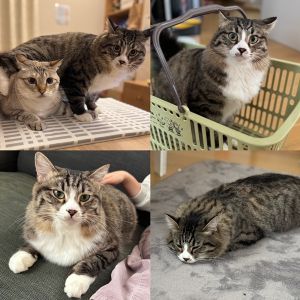 マロ（にかほ市）歩く姿がたぬきのようです。食いしん坊で、隙を見て先住猫のポムちゃんのご飯を狙っています。太りすぎに気をつけながら、元気に長生きしてほしいです。