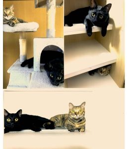 メム・ラム（秋田市）お譲りいただいてから1年と2か月が経ちました。ふたりとも元気にすごしており、家族全員のアイドルです。膝の上で眠ってくれたり、甘えて寄り添ってくれる姿に、毎日たくさんの癒しと幸せをもらっています。ふたりはすっかり生活の中心で、子供のように愛おしくかけがえのない存在として大切にしております。