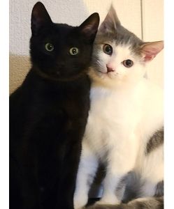 レオ・うに（湯沢市）お迎え1日目か我が家に馴れてくれて甘えん坊でした。血の繋がりはないのですが、とても仲良しで何をするにも2匹一緒でこちらも毎日癒されてます。