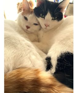 おにぎり・ちまき（由利本荘市）もうすぐ1年が経ち、すくすく元気に育っています。家に来た当初よりもだいぶ甘えん坊になり遊んでの催促もしてくれます。毎晩寝てると寝室に駆けつけ一緒に寝てくれます。