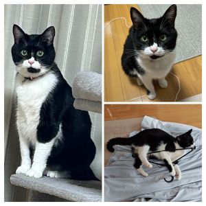 キキ（秋田市）家に来てから１年が経ちました。みんなにツンデレしながら元気に過ごしてます。