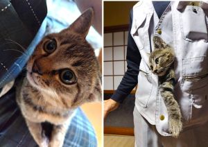 まめ（湯沢市）まめが来てから早くも3ヶ月が経ちましたとても元気ですポケットに入りながらお風呂掃除を観察するのが大好きな、まめです！