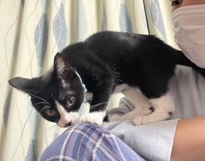 ルナ（由利本荘市）少しずつ慣れてごはん食べてお水も飲んでトイレもしっかりと！気に入ったリボンのオモチャで元気に遊んでます♪