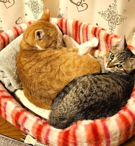 ルル（秋田市）家に来て2ヶ月が経ちました。名前はルルと名付けました。来た時よりも少し大きくなりました。毎日元気に走り回りひとりでネズミさんのおもちゃで遊び、何にでも興味を持ち最近ではキッチンに登ってきて水の流れに興味があるのか、水が流れるのを見てます。先住猫のミーにいつもウーとかシャーとか言われてもめげずに立ち向かってます。とてもおてんばなルルです。毎日元気に過ごしてます