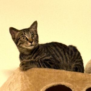 ふぅ（由利本荘市）ふうちゃんが来てから2ヶ月が経ちました。ご飯もおやつもたくさん食べて、たくさん遊んで元気に過ごしています。元気過ぎてひやひやすることもありますが、ふうちゃんが来てから毎日楽しくて幸せです。