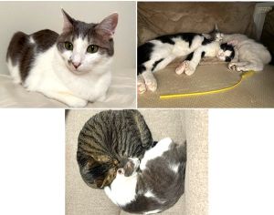 マロ（仙北市）マロがうちに来て早くも2年が経つところです。先住猫とも子猫とも打ち解け、毎日一緒に寄り添って寝たり、じゃれ合ったりしながらのびのび過ごしています＾＾子猫ちゃんにとっては、しつけ役としても大活躍で、一緒に過ごす中でお兄さんらしい姿もたくさんあり、我が家の猫ちゃんたちの橋渡しをしてくれているような存在です。ツンデレなところも鳴き声も、いたずらっ子なところも全て愛おしく、毎日楽しく幸せです(*´`)