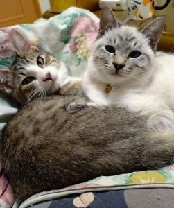 ユリ・ラン（美郷町）2匹で毎日元気に運動会しています。ユリはおてんばで遊んでとスリスリが激しく、ランは甘えん坊で顔に頭突きしまくってきます。2匹とも膝上に乗ってくれ、とても可愛くて癒されます。