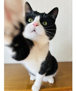 むぎ（横手市）お迎えから約1年人が大好きな甘えんぼちゃんになりました！抱っこすると肩にコテンと首を倒してキュルルグルグルスリスリと甘えまくります(*^^*)良く食べ良く走り良く寝てスクスク育っています良くお喋りもしてくれるので退屈知らずな毎日です！