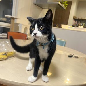 ルナ(由利本荘市）約2週間が経ちました2回目ワクチンも無事完了チックンされても泣かずに頑張りました！今ではだいぶ慣れてきたのか里親さんから教えてもらったように朝の運動会を毎日開催しながら元気に成長中です