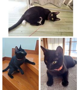 くぅ（横手市）我が家に来て２ヶ月経ちました当初は大人しめな性格かと思っていましたが、想像できないほど活発に育っています有り余る元気で毎日、家中を走り回り、先住犬にも物怖じしない子です