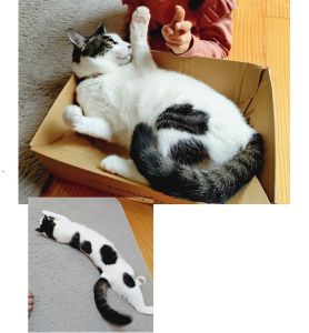 まめもち（秋田市）まめもちが我が家の家族になってくれてから1年が経ちました。本当に可愛くて、我が家のアイドルであり癒しですよく、伸びてます笑来客にも人見知りもせず、たくさん可愛がってもらっています！これからもよろしくね♪