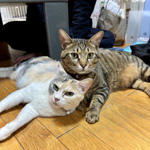ぽんず・みりん（横手市）キジトラのぽんず(オス)とパステル三毛のみりん(メス)のコンビです！ぽんずは我が家にお迎えしてから2年2ヶ月、みりんはまもなく1年になります。みりんが仲間入りした当初は、ツンツンだしぽんずには追いかけられるしでどうしたものかと思っていましたが、紆余曲折を経て今やデレデレに変貌しました。この子たちがいない生活はもう考えられません。変わらず愛を注ぎ続けたいと思います。将来的にはまた新入り加入を検討しております。いぬねこの皆様、いつも動物たちの命を繋げてくださりありがとうございます。皆様の活動には本当に頭が下がります。今後もご自愛なさりながらご活躍されることを応援しております。