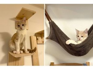 のの（美郷町）昨日避妊手術が無事に終わりました。一日家に居ないだけで家の中が静かで、本当にかけがえのない大切な家族になりました。いぬ・ねこネットワークの皆さんありがとうございました。