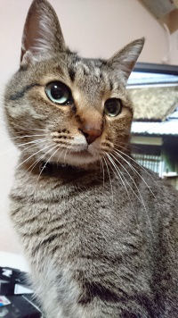 ■種類:キジトラ猫■名前:かん■性別:オス(去勢済み)■年齢:4歳■いなくなった日:平成28年5月15日 夜■いなくなった場所:秋田市新屋渋谷町から■特徴:首輪あり(黒い鈴付き)小さい頃怪我をして両目から常に涙が出ています飼い主以外の人には懐かないので無理に捕まえおうとすると逃げてしまいますとても心配しているので見掛けたら連絡ください!電話:080-3489-9874 嵯峨 (平日日中は仕事のため出られません)メール:cat2@inuneko-akita.net