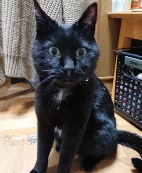 ■名前：まりりお				■種類：黒猫				■性別：オス（去勢済）				■年齢：10歳				■いなくなった日：平成30年7月21日				■いなくなった場所：秋田市泉南　自宅から				■特徴：黄緑色の首輪				首辺りと胸辺りに白い毛が生えています					警察・保健所に連絡済み								心配しています見かけた方、情報をお願いします！	電話：080-3489-9874　嵯峨　(平日日中は仕事のため出られません)メール：cat2@inuneko-akita.net		