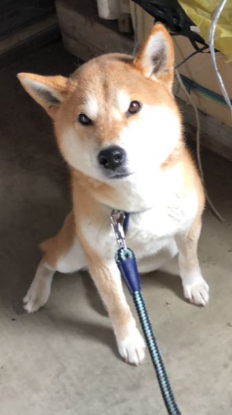 ■名前	ころ					■種類	柴犬（茶）					■性別	雄					■年齢	8歳					■いなくなった日　6月28日夕方5時頃				■いなくなった場所　井川町浜井川より				■特徴	首輪の色　青					散歩に連れて行こうとしたら、リードごと居なくなっていました					毎日探していますが、見つかりません心配しています。						警察・保健所に連絡済み						見かけた方、情報をお願いします！						■連絡先 電　話：080-3528-7538 阿部  　　　 メール：dog@inuneko-akita.net										