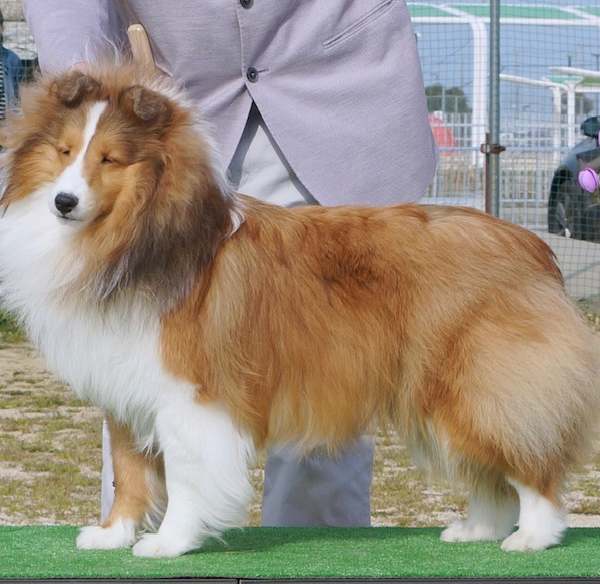 ■名前：レイリー■犬種：シェルティ			■性別：オス			■年齢：３歳	■毛色：セーブル（茶白、顔にも白色あり）						■いなくなった日：2021年12月5日			■いなくなった場所：八郎潟町一日市				首輪：なし（外れてしまいました）お譲りしたお宅に着いた時、大きな音に驚いて逃げてしまいました。まったく情報がなく心配しております。見つけたら追いかけないで下さい。連絡をお願いします。役場、警察、愛護センターには連絡済み。見かけた方は、些細な情報でも構いません。情報提供よろしくお願いいたします。										電話：080-3528-7538  阿部					メール：dog@inuneko-akita.net					
