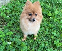 ■名前：ポン■犬種：ポメラニアン■性別：メス			■年齢：４歳■毛色：茶					■いなくなった日：2025年8月29日			■いなくなった場所:潟上市天王下出戸■いなくなった状況：散歩に行こうと外に出てちょっと目を離した隙に居なくなってしまった■首輪：なし■特徴：ハーネスをつける前だったので、何もついていない状態です（写真のような状態）臆病でおとなしい子です。警察には連絡済み見かけた方は、些細な情報でも構いませんご連絡をください見つけた場合は、保護をお願いいたします必死に探しています大切な家族です発情中なので、男の子のそばに行っているかもしれません情報提供よろしくお願いいたします										電話：080-3528-7538  阿部					メール：dog@inuneko-akita.net				日中は、仕事の為電話に出ることが出来ません。ショートメール、メールでご連絡ください