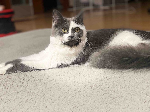 無事に保護されました　10/22■毛色　グレー白■名前　きなこ■性別　メス■年齢　10ヵ月■いなくなった日　2025/10/19■いなくなった場所　潟上市昭和大久保■特徴首輪なし小柄で手足が長いしっぽの毛も長い警察・保健所に届け出済み見かけた方、保護していただいている方はいらっしゃいませんか？■連絡先　電話：080-3489-9874 嵯峨(平日の日中は仕事のためメールにてご連絡ください)メール：cat2@inuneko-akita.net