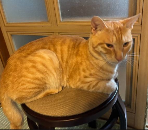 ■毛色　茶トラ■名前　トラ■性別　オス■年齢　1歳■いなくなった日　2025/11/4■いなくなった場所　男鹿市脇本脇本字相染■特徴トラ柄やせ型見かけた方、保護していただいている方はいらっしゃいませんか？■連絡先　電話：080-3489-9874 嵯峨(平日の日中は仕事のためメールにてご連絡ください)メール：cat2@inuneko-akita.net