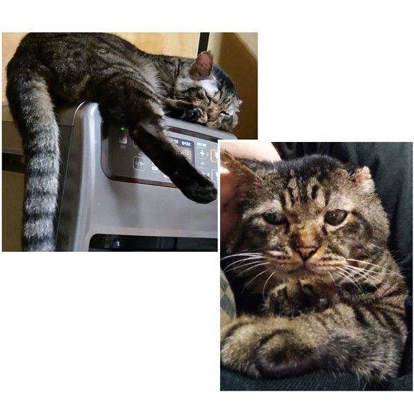 ■毛色　キジトラ■名前　とらじろう■性別　オス■年齢　11歳■いなくなった日　2025/10/8■いなくなった場所　由利本荘市ココス駐車場■特徴左耳がかけている青色首輪をつけている(外れている可能性あり)人馴れしている見かけた方、保護していただいている方はいらっしゃいませんか？■連絡先　電話：080-3489-9874 嵯峨(平日の日中は仕事のためメールにてご連絡ください)メール：cat2@inuneko-akita.net