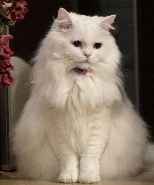 無事保護されました　1/13■毛色　白■名前　キャティ■性別　メス■年齢　2歳■いなくなった日　2026/1/10■いなくなった場所　秋田市土崎港南■特徴真っ白長毛オッドアイピンクの首輪見かけた方、保護していただいている方はいらっしゃいませんか？■連絡先　電話：080-3489-9874 嵯峨(平日の日中は仕事のためメールにてご連絡ください)メール：cat2@inuneko-akita.net