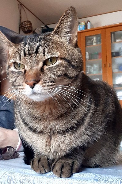 ■毛色　キジ白■名前　キンタロウ■性別　オス■年齢　7歳くらい■いなくなった日　2026/1/7■いなくなった場所　秋田市桜ケ丘■特徴警戒心強く初対面の人には近づかない首輪なし見かけた方、保護していただいている方はいらっしゃいませんか？■連絡先　電話：080-3489-9874 嵯峨(平日の日中は仕事のためメールにてご連絡ください)メール：cat2@inuneko-akita.net