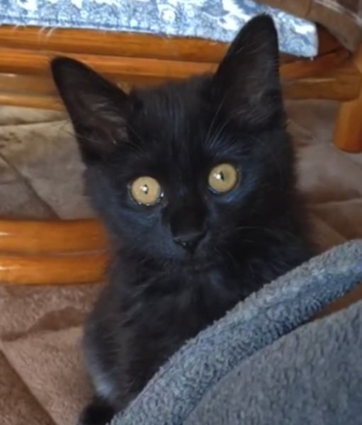 無事帰宅しました　3/3■毛色　黒■名前　もずく■性別　メス■年齢　6か月くらい■いなくなった日　2026/2/28■いなくなった場所　秋田市仁井田本町■特徴真っ黒で長毛シッポもフサフサで大きめ見かけた方、保護していただいている方はいらっしゃいませんか？■連絡先　電話：080-3489-9874 嵯峨(平日の日中は仕事のためメールにてご連絡ください)メール：cat2@inuneko-akita.net