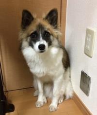 ■種類：小型犬■性別：オス■名前：ふく■年齢：4歳くらい■いなくなった日：平成29年2月10日■いなくなった場所：秋田市河辺北野田から■特徴：首輪なし散歩中に首輪が抜けてしまいました元々は遠くで保護された子で、ようやく家族になれてきたばかりでした警察・保健所に連絡済み心配しています見かけた方、連絡ください電話：080-3528-7538　阿部メール：dog@inuneko-akita.net