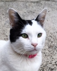 ■種類：白黒猫■性別：オス（去勢済み）■名前：ちゃこ■年齢：8歳くらい■いなくなった日：平成29年1月2日■いなくなった場所：にかほ市三森から■特徴：ピンクのノミ取り首輪元野良猫なので、時々外に出ていましたいつもならすぐに戻るのに、帰ってきません帰ったら、これからは出さないようにするという約束の下掲載に協力しています警察に連絡済み見かけた方、連絡ください！電話：080-3489-9874　嵯峨　(平日日中は仕事のため出られません)メール：cat2@inuneko-akita.net
