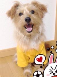 ■種類：パピヨンとヨークシャーテリアのMIX■性別：オス■名前：マメ ■いなくなった日：平成27年2月初め■いなくなった場所：潟上市天王字宮の後から■特徴：赤い縁のある白い首輪（青い字でDOGと書いてある）当会に連絡あったのが、3月6日ですどこかで保護されていると良いのですが心当たりある方、連絡ください電話：080-3528-7538　阿部メール：dog@inuneko-akita.net