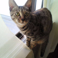 ■種類：キジトラ猫■年齢：6歳（写真は2歳の時）■いなくなった日：平成27年5月18日　朝7時頃■いなくなった場所：秋田市広面字野添から■特徴：赤い首輪（鈴つき）警察・保健所・ABSには連絡済みまっすぐ尻尾のキジトラ猫左後脚の色が薄い子です見かけた方、連絡ください電話：080-3489-9874　嵯峨　(平日日中は仕事のため出られません)メール：cat2@inuneko-akita.net