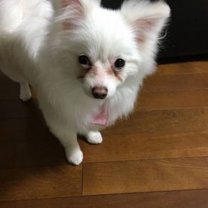■名前	モコ					■種類：ポメチワ（ポメラニアン×チワワ）						■性別：メス						■年齢：9カ月						■いなくなった日：2018年6月26日						■いなくなった場所：男鹿市野石自宅から						■特徴：ピンクのビジュー付き首輪真っ白な女の子です。																		警察・保健所に連絡済み												心配しています見かけた方、情報をお願いします！						電話：080-3528-7538　阿部						メール：dog@inuneko-akita.net				