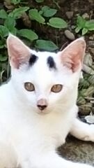 ■種類：斑子猫■性別：オス（去勢してない）■名前：雷牙■年齢：半年くらい■いなくなった日：平成28年11月23日■いなくなった場所：五城目町字下タ町から■特徴：首にシュシュ（水色と白のチェック柄）鼻と尻尾が黒、頭に八の字長い尻尾で、うっすらと水玉模様があります見かけた方、連絡ください電話：080-3489-9874　嵯峨　(平日日中は仕事のため出られません)メール：cat2@inuneko-akita.net
