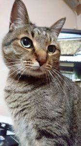 ■種類：キジトラ猫■名前：かん■性別：オス（去勢済み）■年齢：4歳■いなくなった日：平成28年5月15日　夜■いなくなった場所：秋田市新屋渋谷町から■特徴：首輪あり（黒い鈴付き）小さい頃怪我をして両目から常に涙が出ています飼い主以外の人には懐かないので無理に捕まえおうとすると逃げてしまいますとても心配しているので見掛けたら連絡ください！電話：080-3489-9874　嵯峨　(平日日中は仕事のため出られません)メール：cat2@inuneko-akita.net