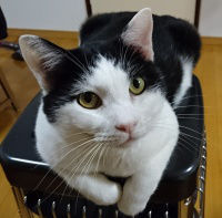 ■種類：白黒猫 ■性別：オス（去勢済み） ■名前：ふぅ ■年齢：6歳くらい ■いなくなった日：平成29年8月30日 夕方 ■いなくなった場所：秋田市楢山太田町から ■特徴：首輪なし昨年までは県南部で野良さんでした全く知らない土地で外に出てしまったので心配しています 見かけた方連絡ください 電話：080-3489-9874　嵯峨 (平日日中は仕事のため出られません)　　メール：cat2@inuneko-akita.net