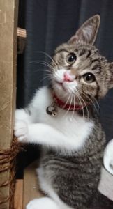 ■種類：サバ白子猫■性別：オス■名前：まる■年齢：4ヶ月■いなくなった日：平成29年12月27日■いなくなった場所：男鹿市船越一向から■特徴：首輪あり（鈴つき）額がM字になっている子猫です首輪に電話番号を書いてあります見かけた方、連絡ください電話：080-3489-9874　嵯峨　(平日日中は仕事のため出られません)メール：cat2@inuneko-akita.net