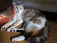 ■種類：シャム混三毛猫■性別：メス（避妊済み）■名前：ユキ■年齢：2歳■いなくなった日：平成29年8月14日 夜10時頃■いなくなった場所：秋田市豊岩石田坂から■特徴： ピンクの首輪（外れている可能性あり）白い毛に、さまざな色が混じった模様です目は水色、グレー虎の真っ直ぐ尻尾人懐こい甘えん坊です外に出た事の無い子なので心配しています警察・保健所に連絡済み見かけた方、連絡ください電話：080-3489-9874　嵯峨　(平日日中は仕事のため出られません)メール：cat2@inuneko-akita.net