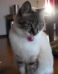 ■種類：シャム系猫■性別：メス（避妊済み）■名前：みかん■年齢：10歳■いなくなった日：平成29年12月1日■いなくなった場所：由利本荘市土谷から■特徴：首輪なし青い目、長い尻尾カギをかけ忘れたドアを開けて外に出てしまいましたいなくなってから時間が経っています保護してくださっている方はいませんか人見知りで、あまり鳴かない子です電話：080-3489-9874　嵯峨　(平日日中は仕事のため出られません)メール：cat2@inuneko-akita.net