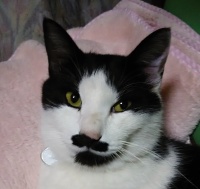 ■種類：白黒猫■性別：オス（去勢済み）■名前：チョビ■年齢：2歳■いなくなった日：平成28年7月11日夕方■いなくなった場所：湯沢市川連町から■特徴：赤い首輪（外れている可能性あり）チョビ髭と顎にも模様がある個性的なお顔です警察に連絡済み心配しています見かけた方、連絡ください電話：080-3489-9874　嵯峨　(平日日中は仕事のため出られません)メール：cat2@inuneko-akita.net