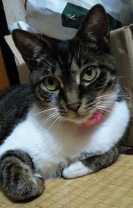 ■名前：さくら						■種類：MIX（キジ白）						■性別：メス(避妊済)						■年齢：11歳						■いなくなった日：2019年3月6日　13時頃						■いなくなった場所：大館市扇田駅周辺から						■特徴：ピンクのノミよけの首輪をしています						左耳が少し欠けていて右耳の付け根を治療中でした						尻尾はやや長めで真っ直ぐです						あまり鳴かない子ですが、名前を呼ぶと小さく鳴いて寄ってきます						外出先で迷子にしてしまいました						小倉バラ園付近で似た猫の目撃情報がありましたが、確認できていません						大館警察署、大館市保健所に連絡済みです												心配しています見かけた方、情報をお願いします！						電話：080-3489-9874 嵯峨　(平日日中は仕事のため出られません)					メール：cat2@inuneko-akita.net			
