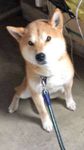 ■名前	ころ					■種類	柴犬（茶）					■性別	雄					■年齢	8歳					■いなくなった日　6月28日夕方5時頃				■いなくなった場所　井川町浜井川より				■特徴	首輪の色　青					散歩に連れて行こうとしたら、リードごと居なくなっていました					毎日探していますが、見つかりません心配しています。						警察・保健所に連絡済み						見かけた方、情報をお願いします！						■連絡先 電　話：080-3528-7538 阿部  　　　 メール：dog@inuneko-akita.net										