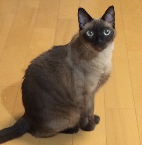 ■名前：テト						■種類：シャム風						■性別：オス(去勢手術済)						■年齢：11才						■いなくなった日：2019年9月20日						■いなくなった場所：秋田市土崎港北						■特徴：						首輪で擦れたようで、首の毛が無い						首輪なし					いなくなってから日数が経っていますが、どなたか保護してくださっている方、						秋から見かけるようになった方などいらっしゃいませんでしょうか？					心配しています。情報をお願いします！	警察、保健所へ連絡済み電話：080-3489-9874　嵯峨						　(平日の日中は仕事のため電話は出られませんのでメールでお願いいたします)						メール：cat2@inuneko-akita.net						