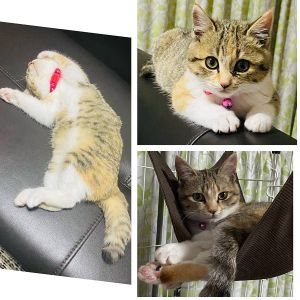 ■名前 キルト■色柄 ミケ■性別 メス(未避妊)■年齢 ９ケ月■いなくなった日 2022/5/18　15：30過ぎ■いなくなった場所　由利本荘市矢島町七日町栩木田付近■特徴痩せ型の三毛猫おでこに黒ラインお腹と脚が白長めでL字のかぎしっぽ首輪あり(ピンクの鈴・ダイヤ柄の赤い首輪)警察に届け出済外に出たことがない子です心配しております見かけた方、連絡ください■連絡先　電話：080-3489-9874 嵯峨(平日の日中は仕事のためメールにてご連絡ください)メール：cat2@inuneko-akita.net