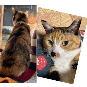 ■毛色　ミケ■名前　チャビ■性別　メス■年齢　5～6歳くらい■いなくなった日　2024/5/14■いなくなった場所　三種町鹿渡■特徴首輪なし大柄鼻の下に黒い模様見かけた方、保護していただいている方はいらっしゃいませんか？■連絡先　電話：080-3489-9874 嵯峨(平日の日中は仕事のためメールにてご連絡ください)メール：cat2@inuneko-akita.net