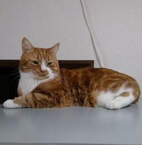 無事に保護されました　3/27■毛色　茶白■名前　福太■性別　オス■年齢　9歳くらい■いなくなった日　2025/3/14■いなくなった場所　秋田市大住１丁目■特徴首輪なし体重７kgくらいで大柄人懐っこい子です見かけた方、保護していただいている方はいらっしゃいませんか？■連絡先　電話：080-3489-9874 嵯峨(平日の日中は仕事のためメールにてご連絡ください)メール：cat2@inuneko-akita.net